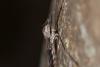 Tipula rufina